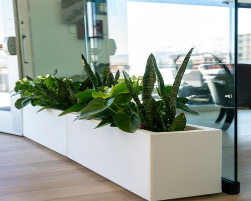 Modern welcoming office space with indoor plants